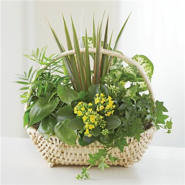 European Sympathy Dish Garden